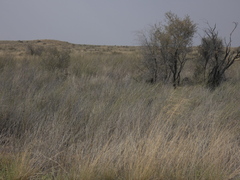 Stipagrostis amabilis