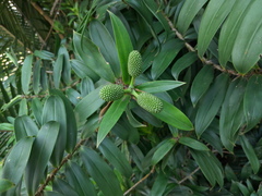 Freycinetia scandens