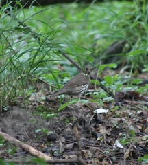 Turdus philomelos philomelos
