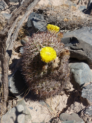 Acanthocalycium thionanthum