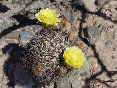 Acanthocalycium thionanthum
