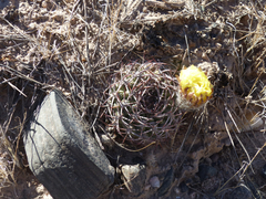 Acanthocalycium thionanthum