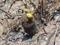 Acanthocalycium thionanthum