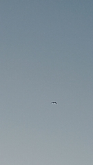 Pelecanus conspicillatus