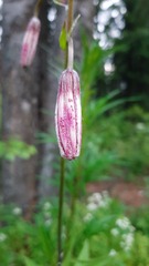 Lilium martagon pilosiusculum