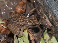 Northern Flinders Ranges Froglet photo 2
