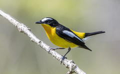 Ficedula zanthopygia