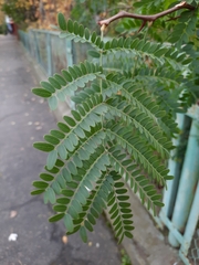 Gleditsia triacanthos