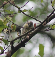 Cyanistes caeruleus caeruleus