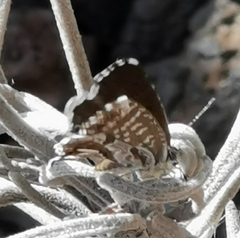 Cacyreus marshalli