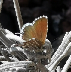 Cacyreus marshalli