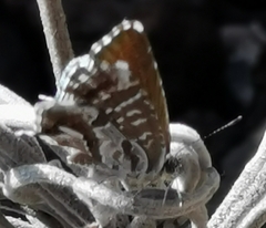 Cacyreus marshalli