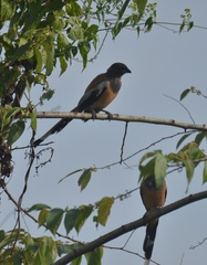 Dendrocitta vagabunda