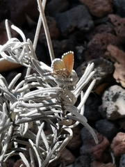 Cacyreus marshalli