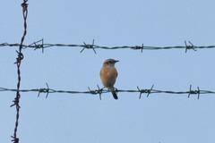 Saxicola maurus