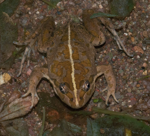 Spotted Marsh Frog, photo 4 of 10