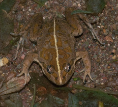 Spotted Marsh Frog photo 4