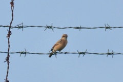 Saxicola maurus