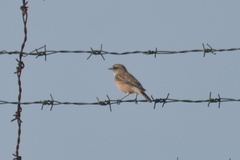 Saxicola maurus