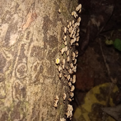 Lachnellula