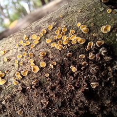 Lachnellula