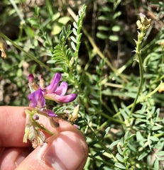 Astragalus hallii