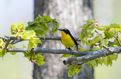 Ficedula zanthopygia