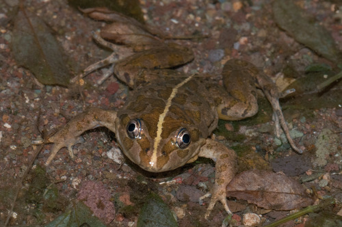 Limnodynastes tasmaniensis