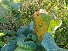 Alternaria brassicae