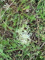 Pulchrocladia retipora