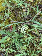 Pulchrocladia retipora