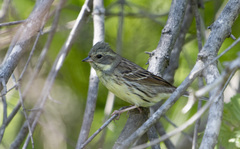 Emberiza personata