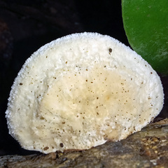 Truncospora ochroleuca