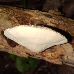 Truncospora ochroleuca