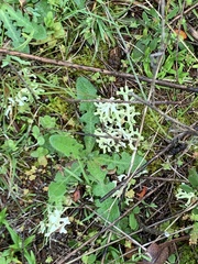Pulchrocladia retipora