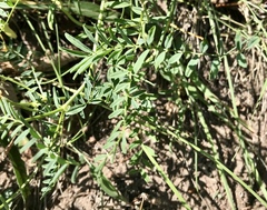 Astragalus hallii