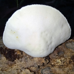 Truncospora ochroleuca