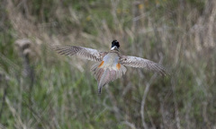 Phasianus colchicus pallasi