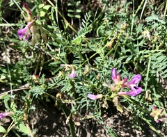 Astragalus hallii