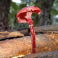 Cruentomycena viscidocruenta