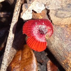 Cruentomycena viscidocruenta