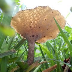 Lentinus arcularius
