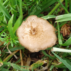 Lentinus arcularius