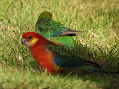 Platycercus icterotis