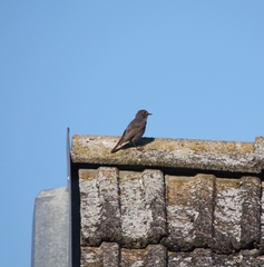 Phoenicurus ochruros gibraltariensis