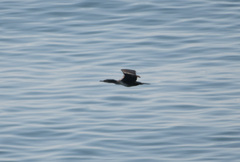 Phalacrocorax capillatus
