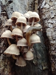 Mycena clarkeana
