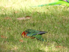 Platycercus icterotis