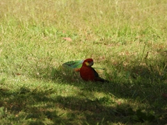 Platycercus icterotis