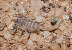 Parabuthus gracilis